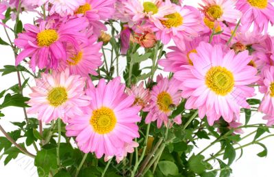 chrysanthemums on white