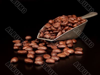 Coffee Beans in a Scoop