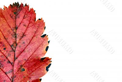 colorful leaf on white