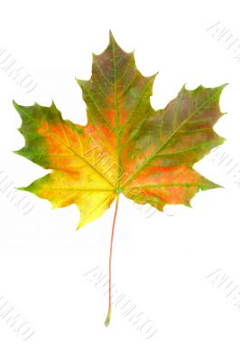 colorful leaf on white