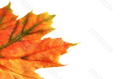 colorful leaves on white
