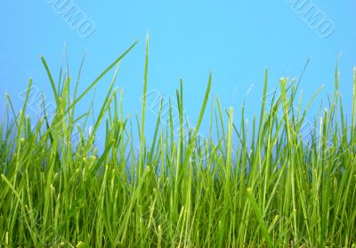 grass macro against blue
