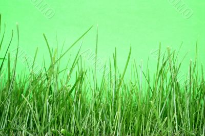 grass macro against blue