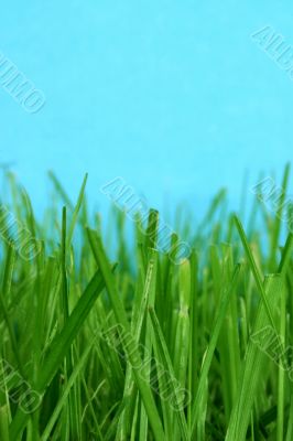 grass macro