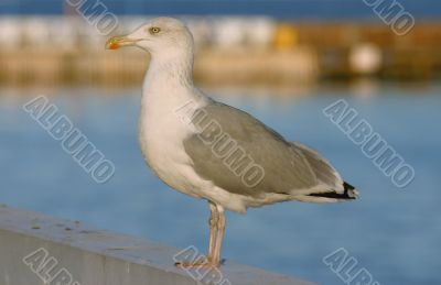 majestic seagull