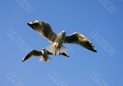 seagulls attack