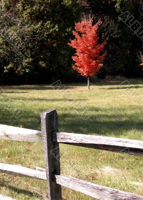 Fence with autumn tree