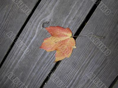 Leaf on bridge