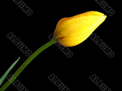 Yellow Tulip Bud