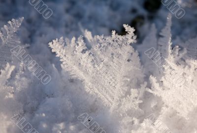 Abstract winter garden