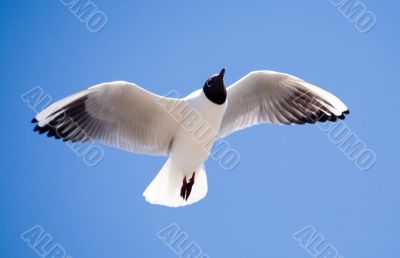 The seagull in flight