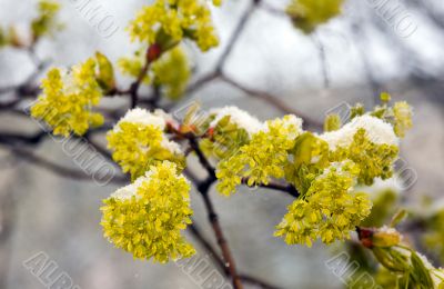 Yellow acacia under a snow