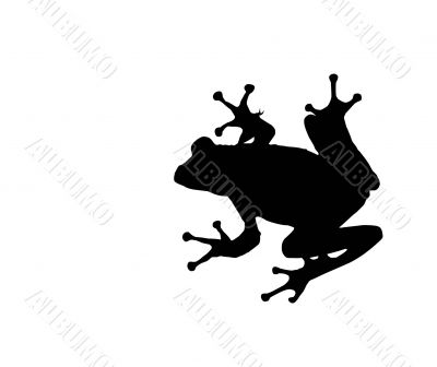 treefrog isolated over white by clipping path