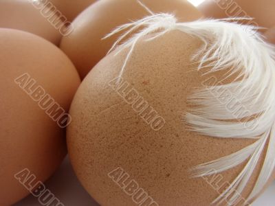 hen eggs