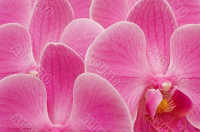 orchid bckground