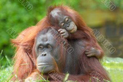 mother orangutan with her baby