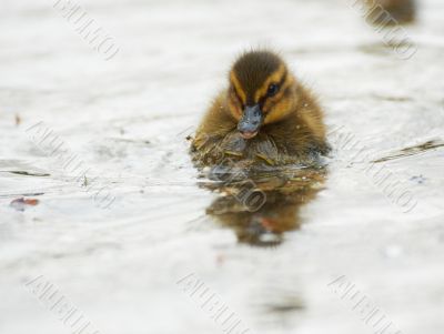 close-up of a cute duckling close-up of a cute duckling