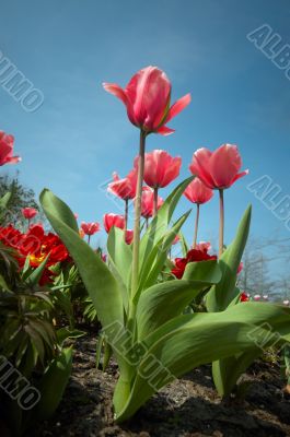 colorful flower garden