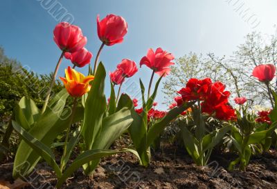 colorful flower garden