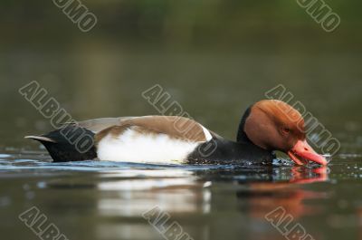 close-up of a beautiful duck