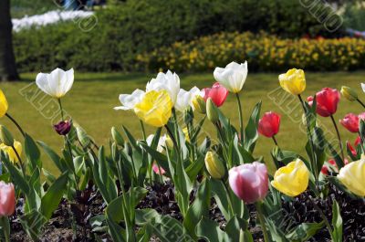 colorful flower garden