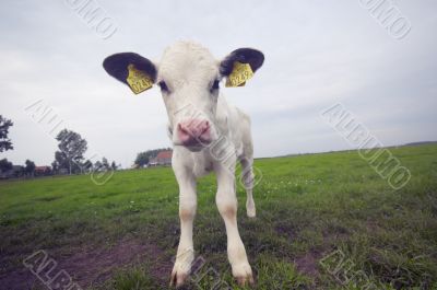 funny baby cow