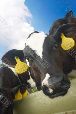 funny picture of a baby cow