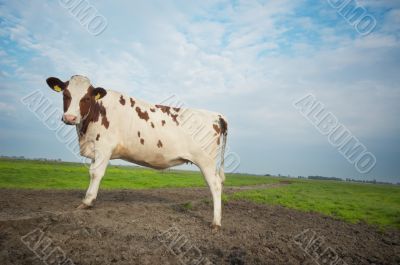 dutch cow