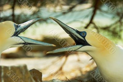 northern gannet