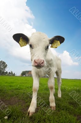 funny picture of a baby cow
