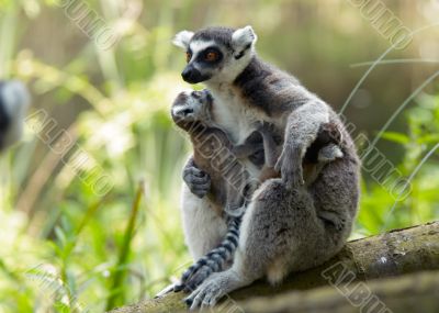 mother and baby ring-tailed lemur
