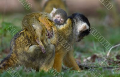 baby squirrel monkey asleep on mothers back