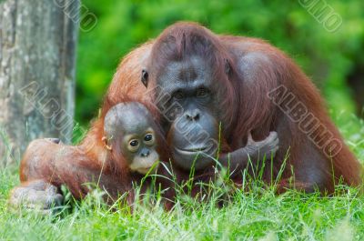 mother orangutan with her baby
