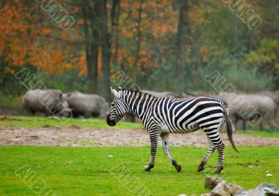 zebra in safari park