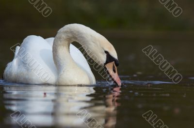 close-up of a beautiful swan