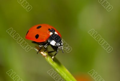 ladybug on the grass ladybug on the grass