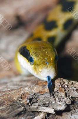 close-up of a snake