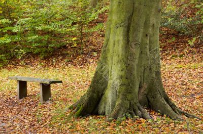 autumn in the park