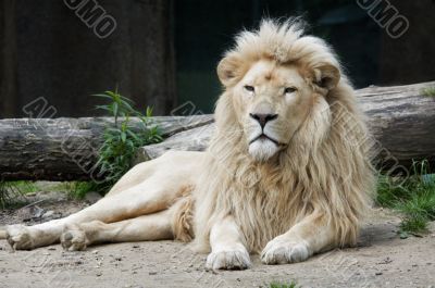 Male Lion