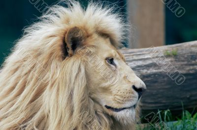 Male Lion