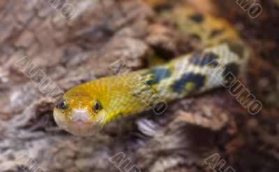 close-up of a snake