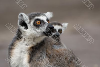 mother and baby ring-tailed lemur mother and baby ring-tailed lemur