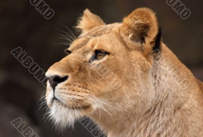 portrait of a female lion portrait of a female lion
