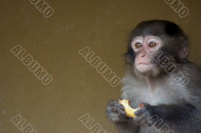 cute baby monkey cute baby monkey