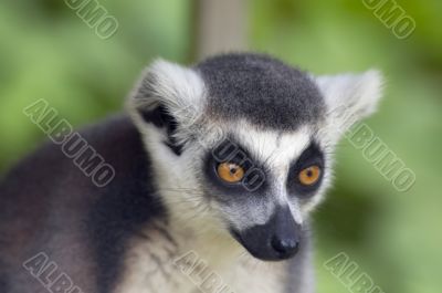 ring-tailed lemur monkey