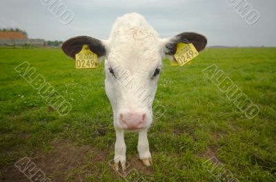 funny baby cow