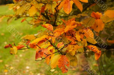 autumn in the park autumn in the park