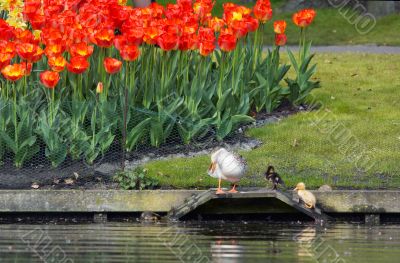 colorful flower garden in spring