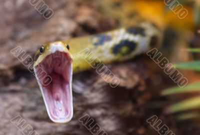 close-up of a snake