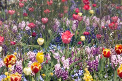 colorful flower garden in spring colorful flower garden in spring